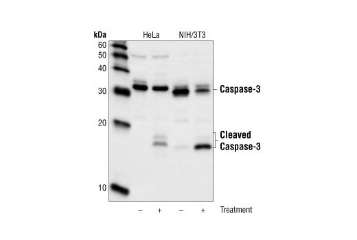  Image 17: Effector Caspases and Substrates Antibody Sampler Kit