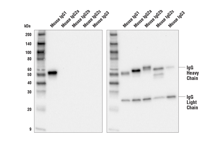 Western Blotting Image 1: Goat Anti-Mouse IgG1, Fc gamma Specific Antibody (HRP Conjugate)