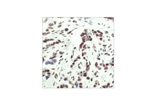 Immunohistochemistry Image 1: Acetyl-Histone H3 (Lys9) Antibody