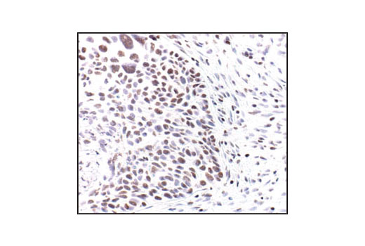 Immunohistochemistry Image 2: Acetyl-Histone H3 (Lys9) Antibody