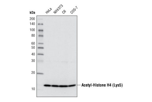 Western Blotting Image 1: Acetyl-Histone H4 (Lys5) Antibody