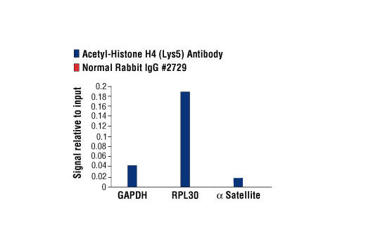 Chromatin Immunoprecipitation Image 1: Acetyl-Histone H4 (Lys5) Antibody