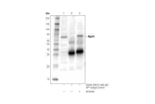  Image 6: PhosphoPlus® Atg14 (Ser29) Antibody Duet