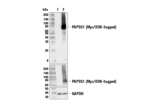 Western Blotting Image 2: PAPSS1 Antibody