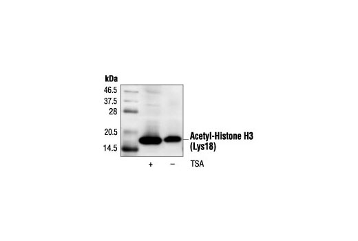 Western Blotting Image 1: Acetyl-Histone H3 (Lys18) Antibody