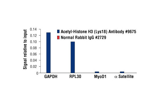 Chromatin Immunoprecipitation Image 1: Acetyl-Histone H3 (Lys18) Antibody