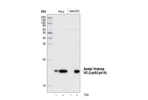 Western Blotting Image 1: Acetyl-Histone H3 (Lys9/Lys14) Antibody