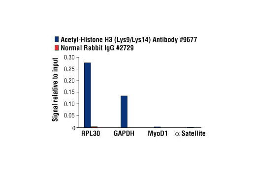 Chromatin Immunoprecipitation Image 1: Acetyl-Histone H3 (Lys9/Lys14) Antibody