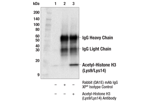 Immunoprecipitation Image 1: Acetyl-Histone H3 (Lys9/Lys14) Antibody