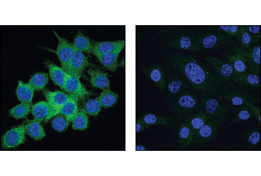 Immunofluorescence Image 1: IKKε (D61F9) XP® Rabbit mAb (BSA and Azide Free)
