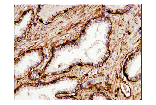 Immunohistochemistry Image 1: CD44 (E7K2Y) XP® Rabbit mAb (BSA and Azide Free)