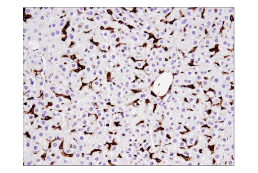 Immunohistochemistry Image 3: CD44 (E7K2Y) XP® Rabbit mAb (BSA and Azide Free)