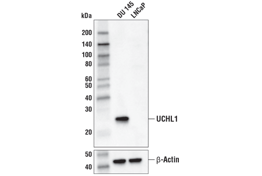 Western Blotting Image 1: UCHL1 (D3T2E) XP® Rabbit mAb (Biotinylated)