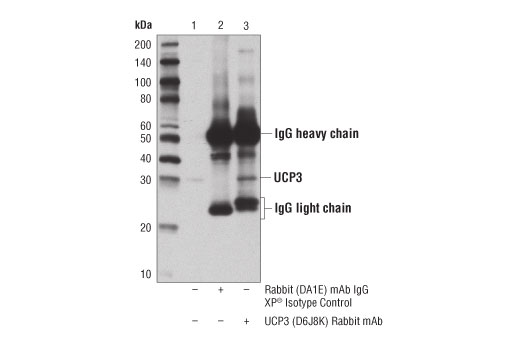Immunoprecipitation Image 1: UCP3 (D6J8K) Rabbit mAb