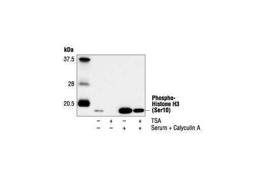 Western Blotting Image 1: Phospho-Histone H3 (Ser10) Antibody