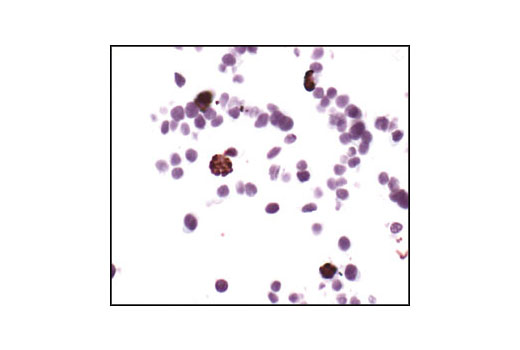 Immunohistochemistry Image 2: Phospho-Histone H3 (Ser10) Antibody