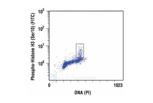  Image 1: Phospho-Histone H3 (Ser10) Antibody