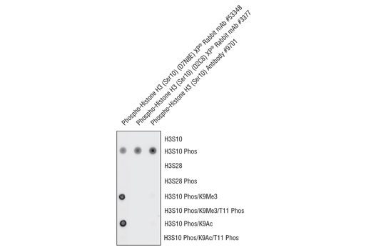  Image 3: Phospho-Histone H3 (Ser10) Antibody