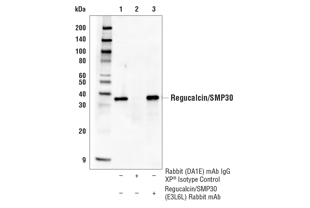 Immunoprecipitation Image 1: Regucalcin/SMP30 (E3L6L) Rabbit mAb