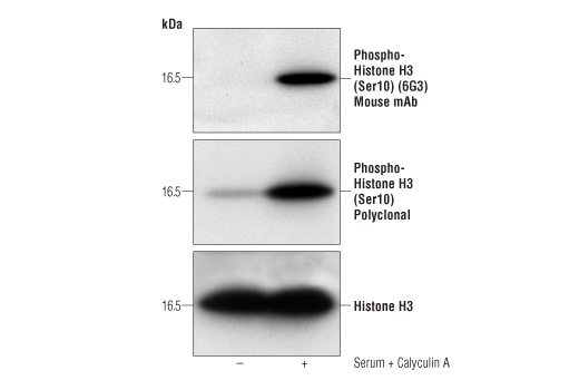 Western Blotting Image 1: Phospho-Histone H3 (Ser10) (6G3) Mouse mAb