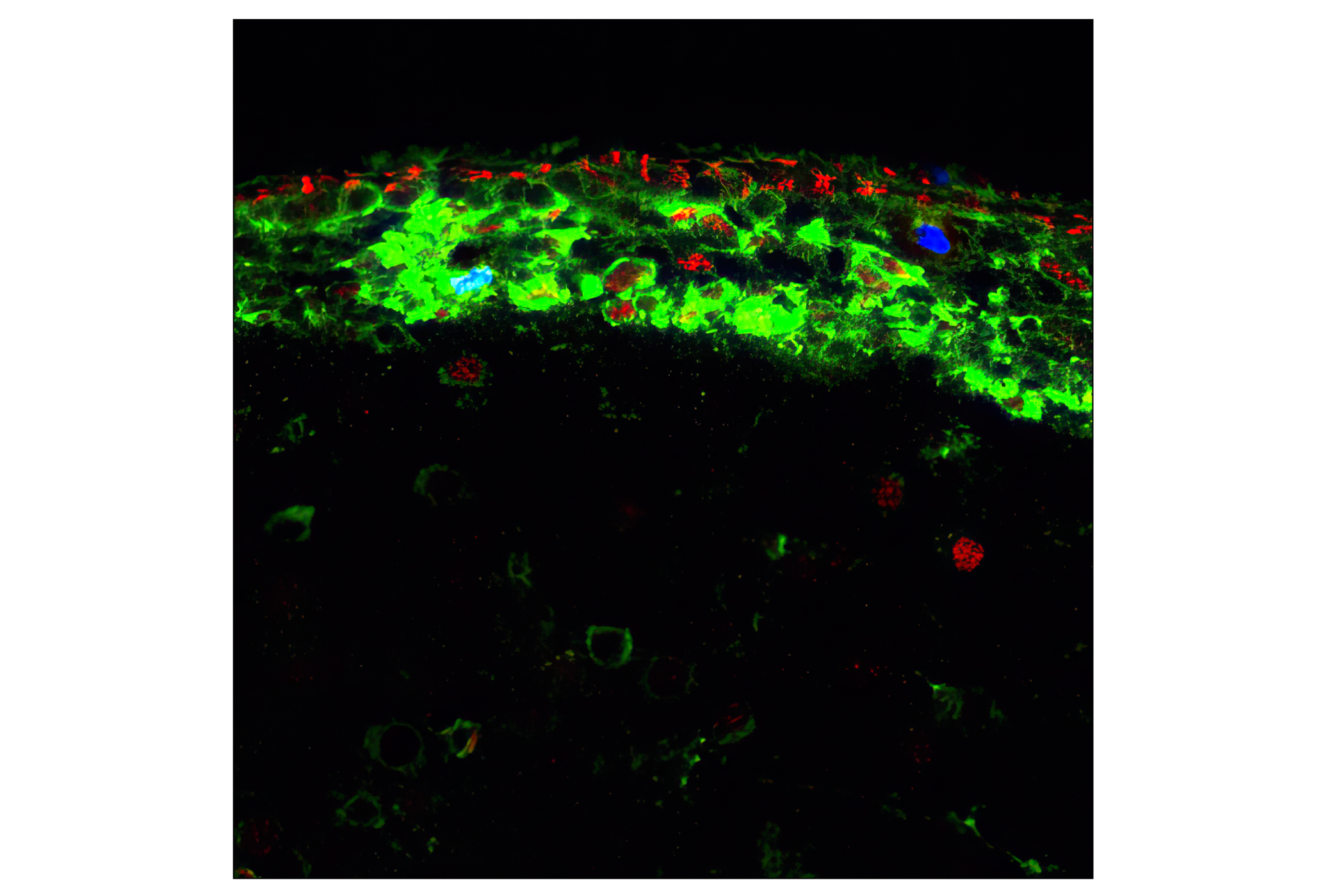 Immunofluorescence Image 1: Phospho-Histone H3 (Ser10) (6G3) Mouse mAb