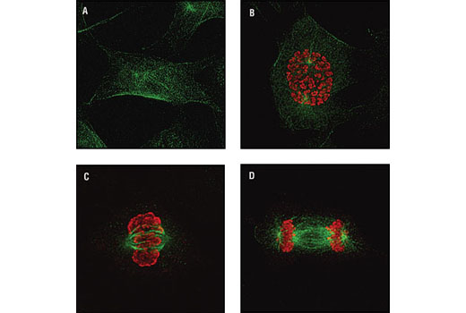 Immunofluorescence Image 2: Phospho-Histone H3 (Ser10) (6G3) Mouse mAb