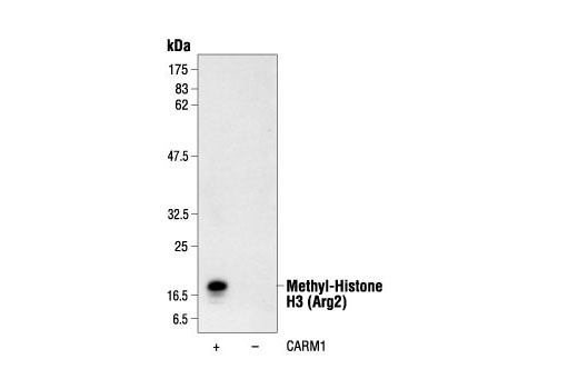 Western Blotting Image 1: Methyl-Histone H3 (Arg2) Antibody