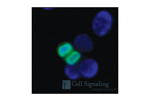 Immunofluorescence Image 1: Phospho-Histone H3 (Ser10) Antibody (Alexa Fluor® 488 Conjugate)