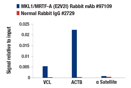 Chromatin Immunoprecipitation Image 1: MKL1/MRTF-A (E2V2I) Rabbit mAb