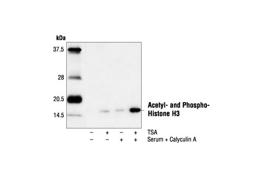 Western Blotting Image 1: Acetyl- and Phospho-Histone H3 (Lys9/Ser10) Antibody