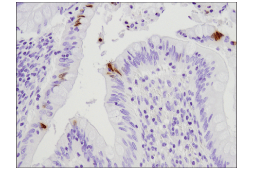 Immunohistochemistry Image 3: Phospho-Histone H2A.X (Ser139) (D7T2V) Mouse mAb (BSA and Azide Free)