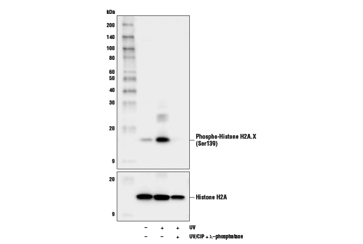 Western Blotting Image 1: Phospho-Histone H2A.X (Ser139) (D7T2V) Mouse mAb (BSA and Azide Free)