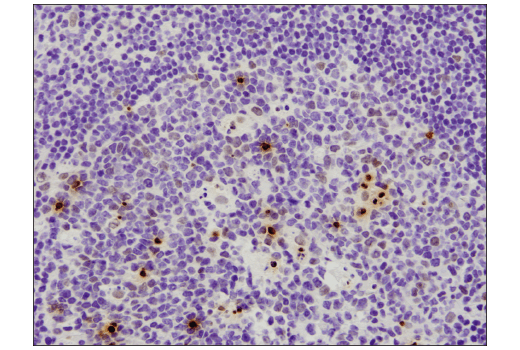 Immunohistochemistry Image 6: Phospho-Histone H2A.X (Ser139) (D7T2V) Mouse mAb (BSA and Azide Free)