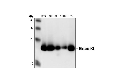 Western Blotting Image 1: Histone H3 Antibody