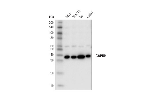Western Blotting Image 1: GAPDH (D4C6R) Mouse mAb