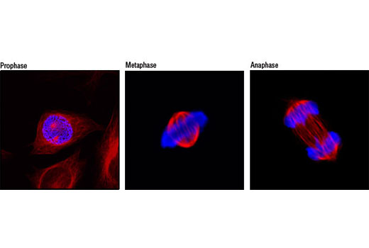 Immunofluorescence Image 1: Phospho-Histone H3 (Ser10) Antibody (Alexa Fluor® 647 Conjugate)