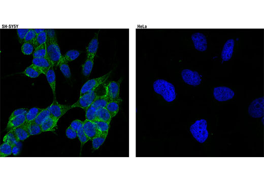 Immunofluorescence Image 1: NCAM1 (CD56) (123C3) Mouse mAb (BSA and Azide Free)