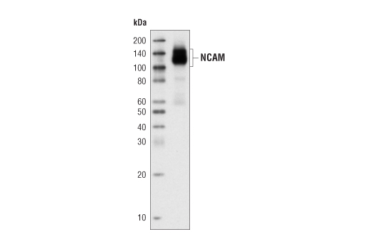 Western Blotting Image 1: NCAM1 (CD56) (123C3) Mouse mAb (BSA and Azide Free)