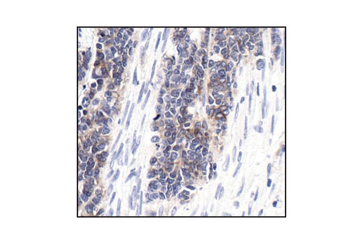 Immunohistochemistry Image 1: NCAM1 (CD56) (123C3) Mouse mAb (BSA and Azide Free)