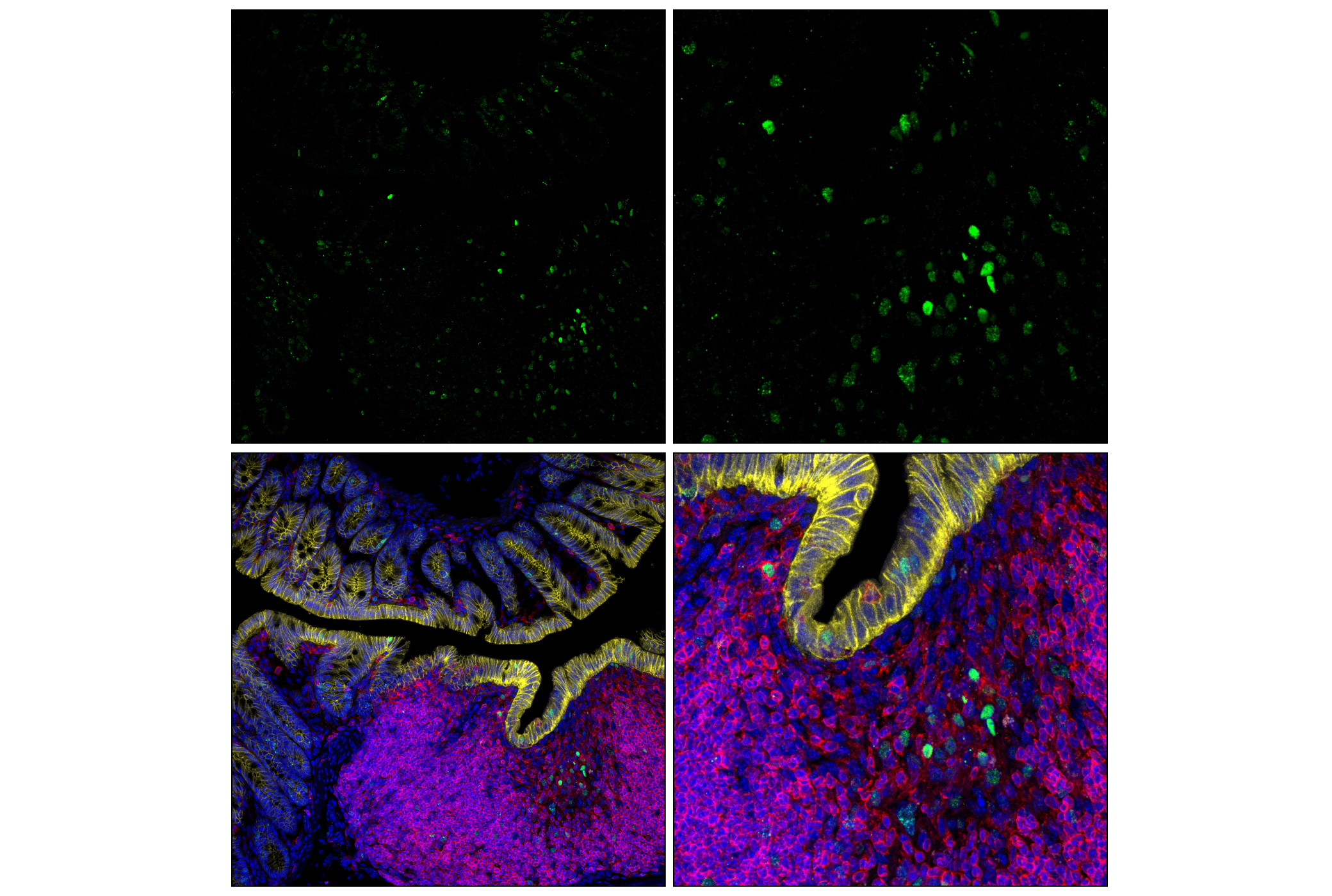 undefined Image 29: DNA Damage Antibody Sampler Kit