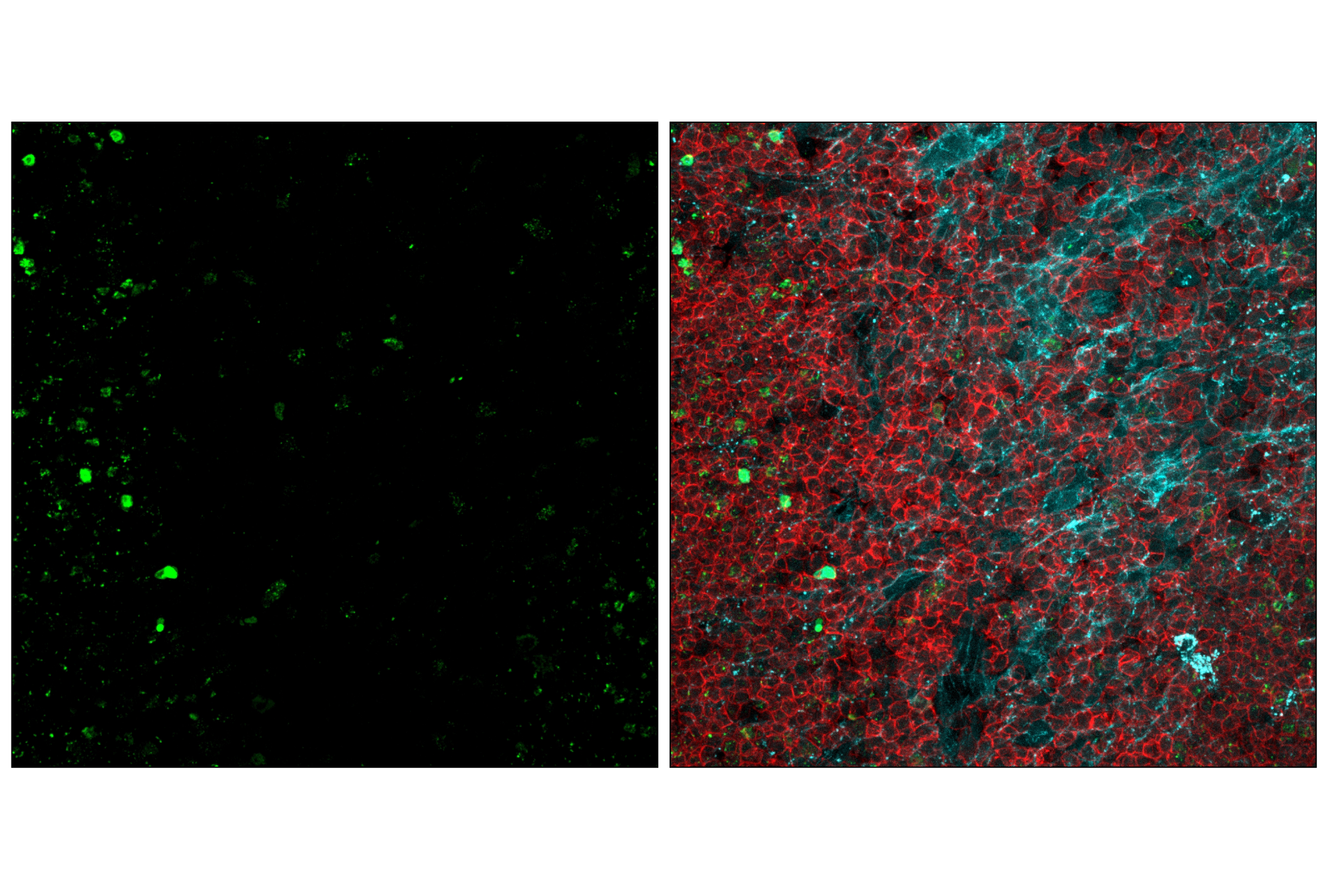 undefined Image 30: DNA Damage Antibody Sampler Kit