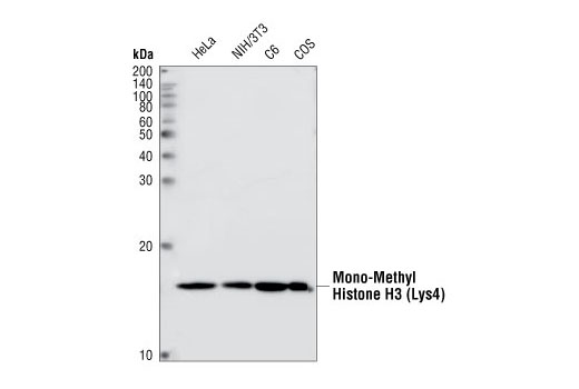 Western Blotting Image 1: Mono-Methyl-Histone H3 (Lys4) Antibody
