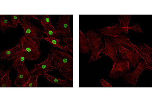Immunofluorescence Image 1: Mono-Methyl-Histone H3 (Lys4) Antibody