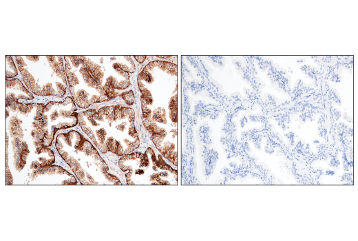 Immunohistochemistry Image 7: CD47 (D3O7P) Rabbit mAb (BSA and Azide Free)