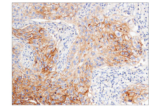 Immunohistochemistry Image 6: CD47 (D3O7P) Rabbit mAb (BSA and Azide Free)