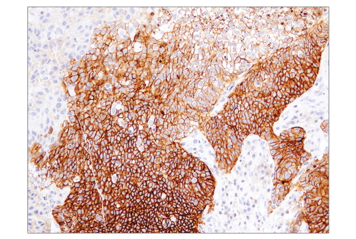 Immunohistochemistry Image 2: CD47 (D3O7P) Rabbit mAb (BSA and Azide Free)