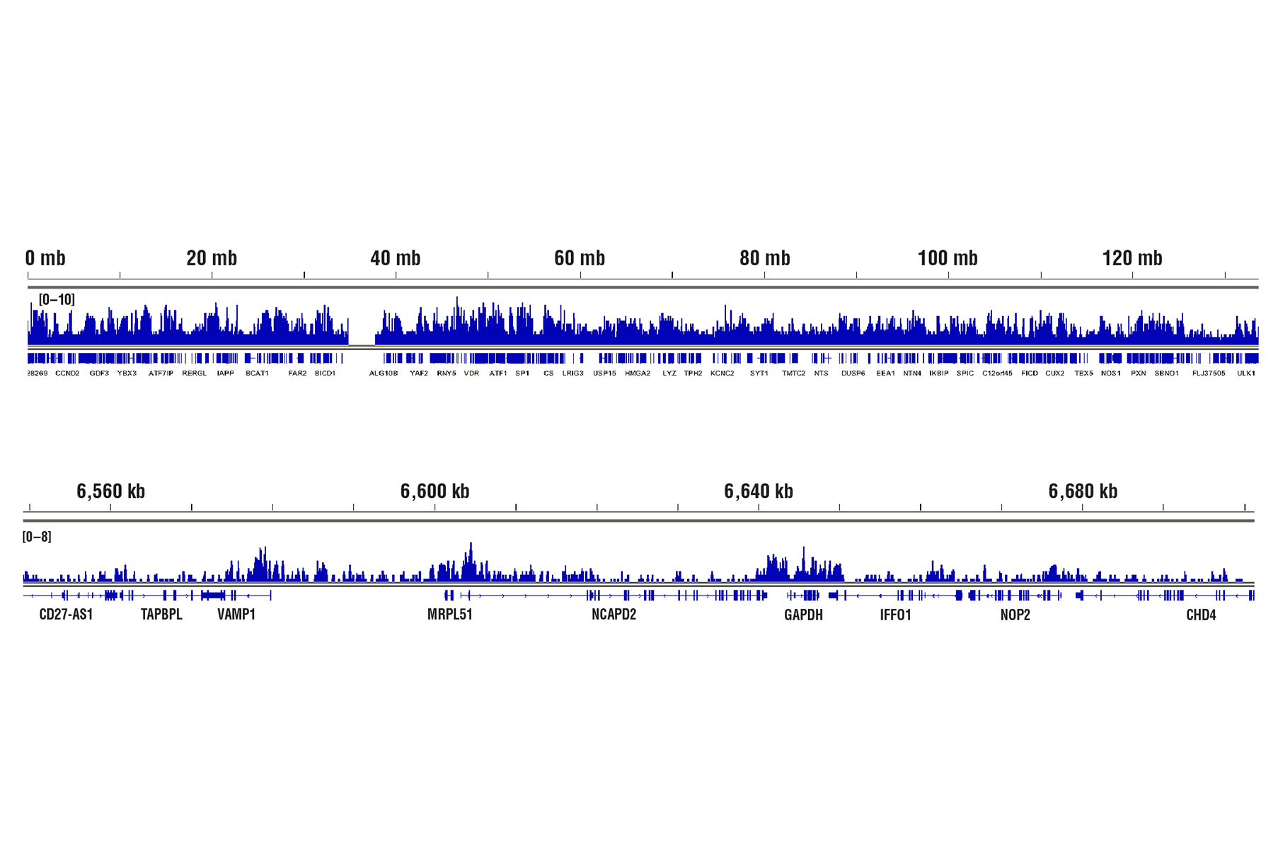 Chromatin Immunoprecipitation Image 2: Di-Methyl-Histone H3 (Lys4) (C64G9) Rabbit mAb