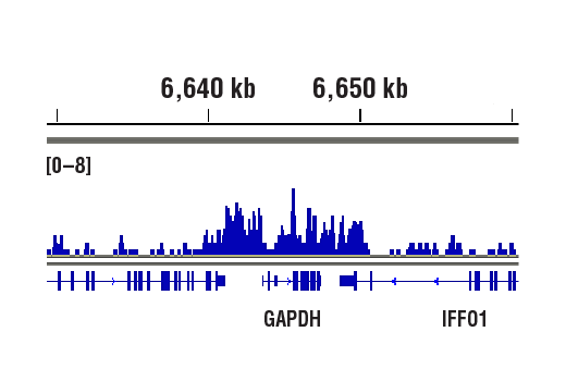 Chromatin Immunoprecipitation Image 1: Di-Methyl-Histone H3 (Lys4) (C64G9) Rabbit mAb