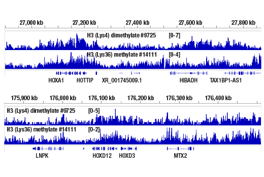 CUT and RUN Image 2: Di-Methyl-Histone H3 (Lys4) (C64G9) Rabbit mAb