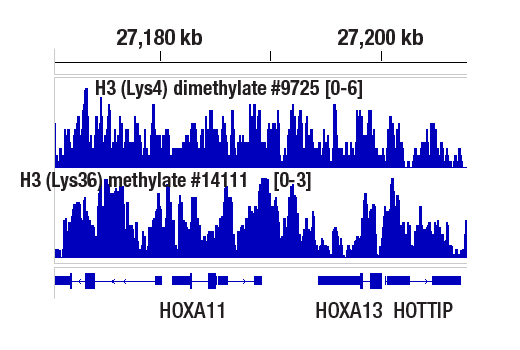 CUT and RUN Image 1: Di-Methyl-Histone H3 (Lys4) (C64G9) Rabbit mAb